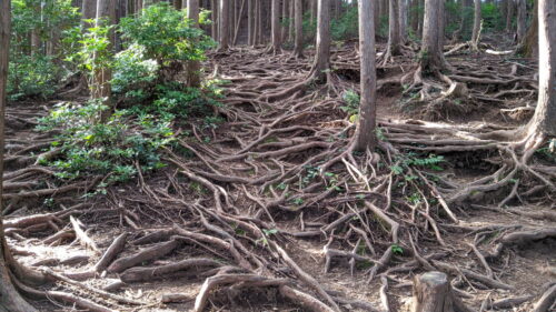 下山道の木の根